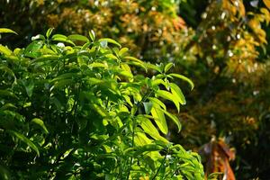 Mango trees with their dense leaves are suitable for natural backgrounds photo