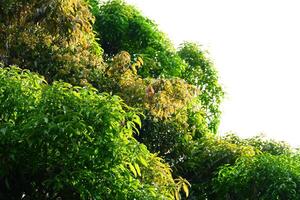 photography of dense green mango tree leaves against a sky background photo
