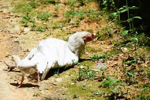 a hen was relaxing on the ground photo