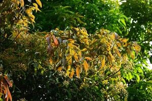 Mango trees with their dense leaves are suitable for natural backgrounds photo