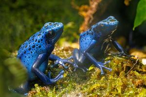 Dyeing poison frog Azureus, Dendrobates tinctorius f. azureus photo