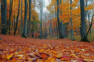 Vibrant autumn foliage lines a serene forest path in a tranquil woodland setting photo