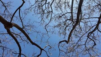 Looking up at bare tree branches against a clear blue sky, symbolizing tranquility and Earth Day video