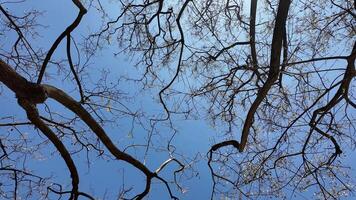 Looking up at bare tree branches against a clear blue sky, symbolizing serenity and winter video