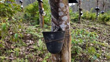 Rubber tree tapping with a collection cup in a lush plantation, related to agriculture and sustainability video