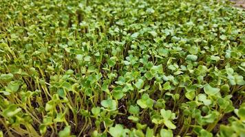 Close up of vibrant green microgreens growing densely in soil, symbolizing growth and sustainability video