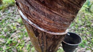 Close up image of a rubber tree with latex collection, symbolizing agriculture and sustainability video