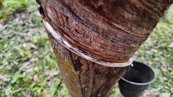 Close up of a rubber tree being tapped for latex in a lush forest setting, related to sustainable agriculture and environmental conservation video