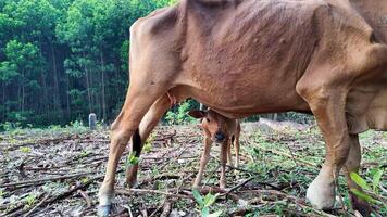 un becerro soportes debajo sus madre en un lozano verde pastar, simbolizando nutriendo y madres día video