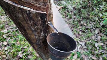 Rubber tree tapping process with collected latex in a cup, relevant to agriculture and sustainability video