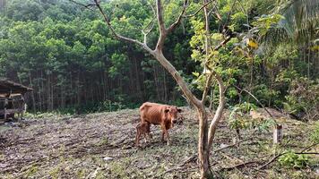 A cow and calf stand in a lush forested area, symbolizing nature and spring renewal video