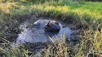 Water buffalo bathing in a muddy pond surrounded by lush grass, symbolizing rural life and tranquility video