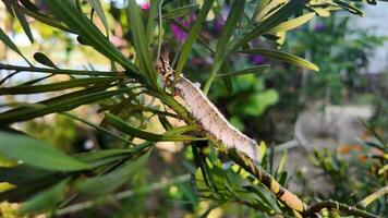 Close up of a striped caterpillar on a leafy branch, symbolizing transformation and springtime renewal video