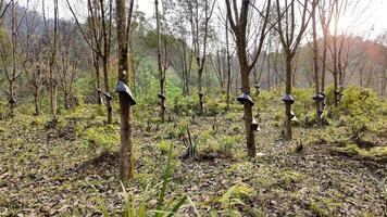 filas de caucho arboles en un lozano plantación, simbolizando agricultura y sostenible recursos video