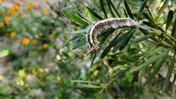 A fuzzy caterpillar rests on a green leafy branch in a garden, symbolizing growth and Earth Day video