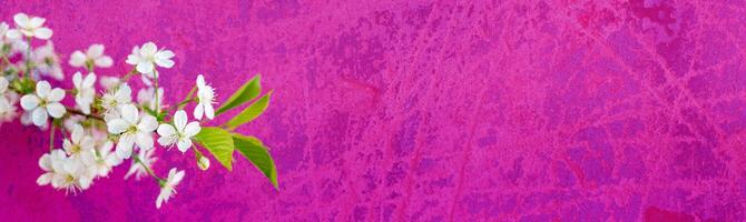 Flowering branch of a cherry tree in a festive spring garden on a pink background. photo