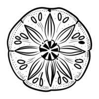A hand drawn icon of a sand dollar vector