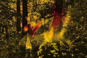 Broken tree. Surreal dark abstract red yellow vegetation, forest photo