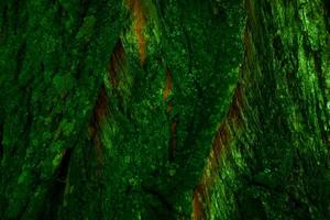 Abstract wooden dark green rough structured background for decor, text photo