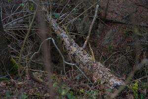 A peaceful forest scene with moss-covered cut fallen tree trunk and a blanket of fallen leaves. photo