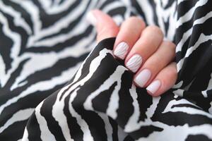 Female hand with a beautiful manicure on a zebra print background. Winter trend, polishing milky color with stripes pattern on nails with gel polish, shellac. photo