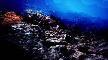 Exploring the vibrant and diverse seabed with rocky formations and marine life video