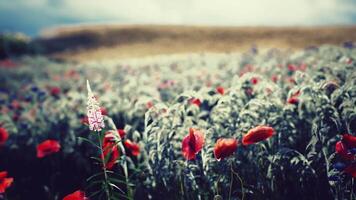 Vibrant wildflower field with poppies under a cloudy sky in springtime video