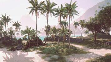 Serene tropical landscape with palm trees and lush greenery by the beach video