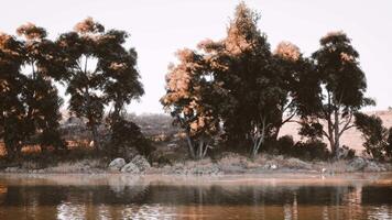 tranquille bord du lac vue avec luxuriant des arbres pendant une serein Matin lumière video