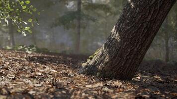 Sunlight filters through trees illuminating a forest floor covered in leaves video