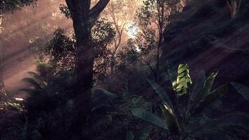 Sunlight filtering through trees in a serene forest during early morning hours video