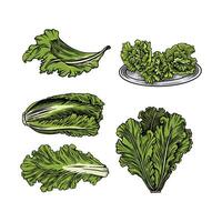 Lettuce illustration in hand draw style vector