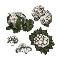Cauliflowers in many color and texture vector