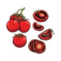 Tomato Collection illustrations hand drawn style isolated on white background vector