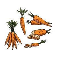 Carrot illustration hand drawn style vector