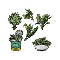 Spinach Collection illustration handrawn style vector