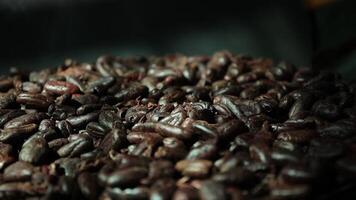 Roasted cocoa beans, closeup of cocoa video