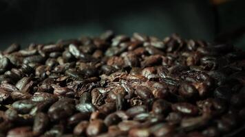Roasted cocoa beans, closeup of cocoa video