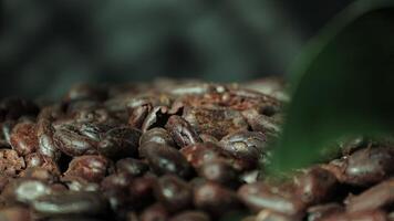 Roasted cocoa beans, closeup of cocoa video