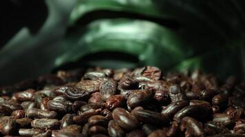 Roasted cocoa beans, closeup of cocoa video