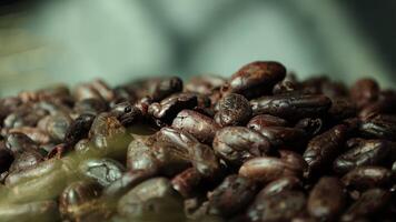 Roasted cocoa beans, closeup of cocoa video