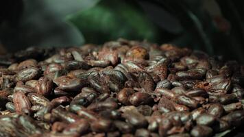 Roasted cocoa beans, closeup of cocoa video