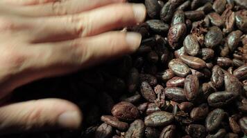 Roasted cocoa beans, closeup of cocoa video