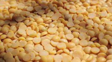 Soy, closeup of soybeans seeds, yellow soy bean video
