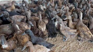 duck farm with a large flock of ducks gathered together in an outdoor enclosure, ducks are enjoying a lively environment with water tubs for drinking and bathing, Ideal for agriculture, farming video