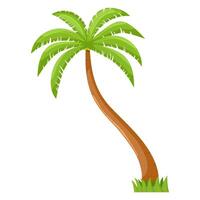 Coconut palm with grass underneath. llustration. Isolated on a white background vector
