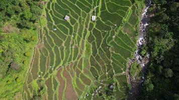 Aerial view static footage of green rice fields in a valley surrounded by forests with green trees and a small river with flowing water. video