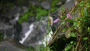 A small purple flower stands on a large black rock, among the lush green grass and plants, with a blurry backdrop of the flowing waterfall, creating a beautiful contrasting scene. video