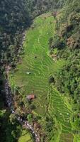 Vertical aerial view moving down and tilt up footage of green rice fields in a valley surrounded by forests with green trees and a small river with flowing water. video