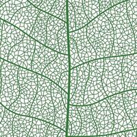 Close-up green leaf texture with intricate details of leaf veins showcasing natures botanical textures and patterns vector